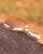 Yeehaw - Detangle Brush